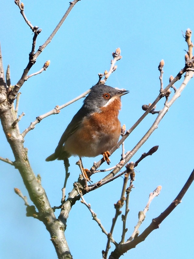 Sterpazzolina di Moltoni